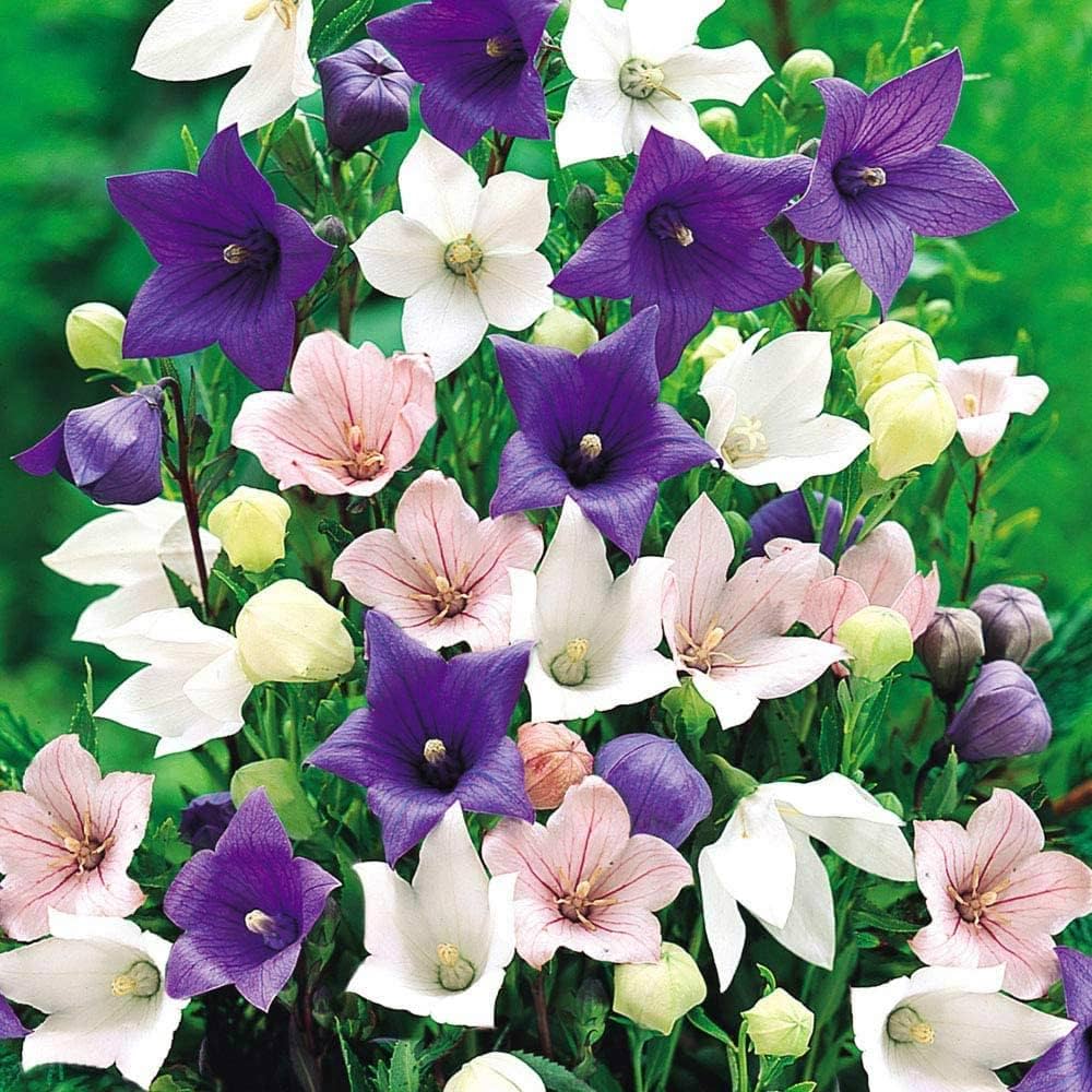 balloon astra flower seeds