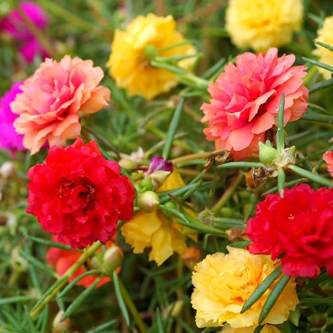purslane flower flower seeds