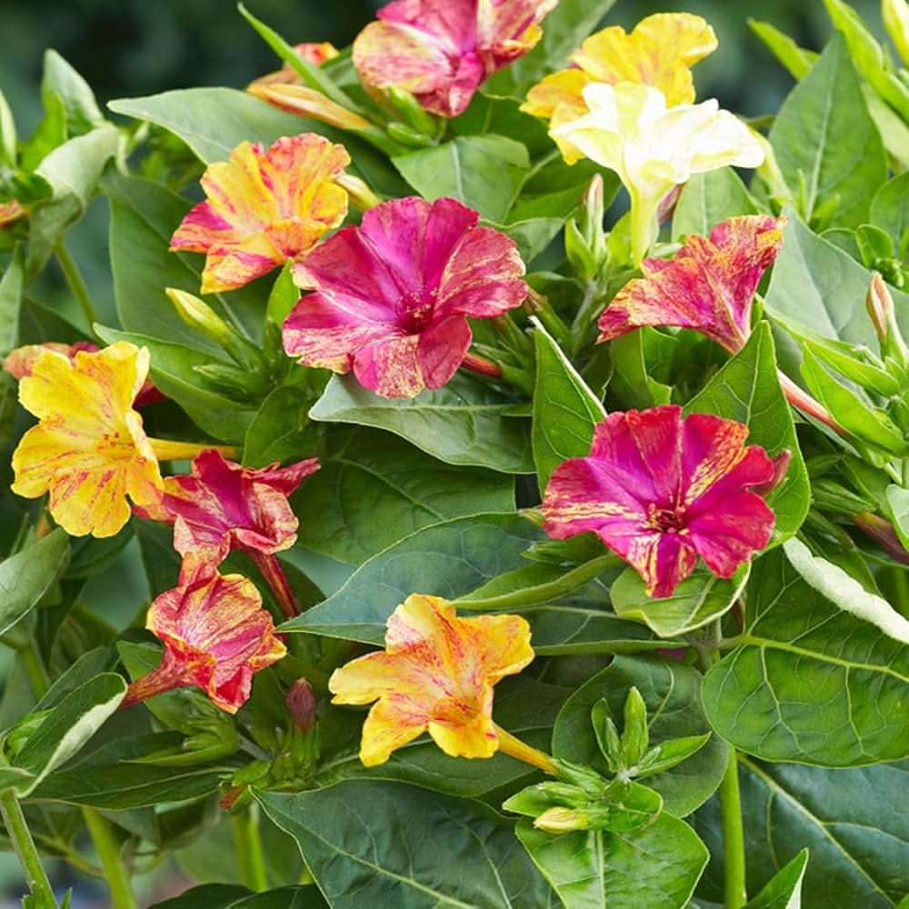 four o flower seeds