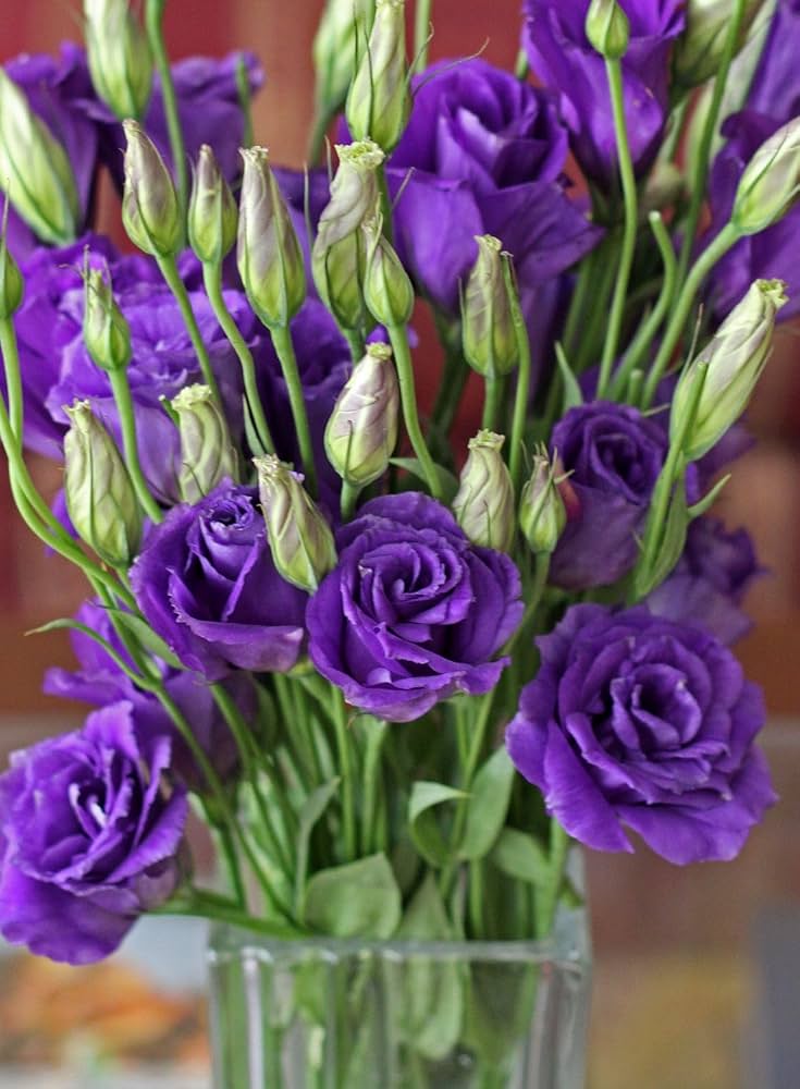 purple lisianthus flower seeds