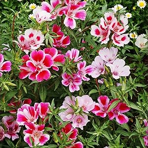 farewell to flower seeds