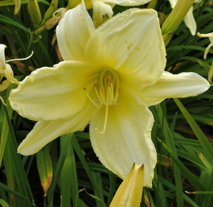 Flower Seeds, Seeds for Planting, Plant Seeds