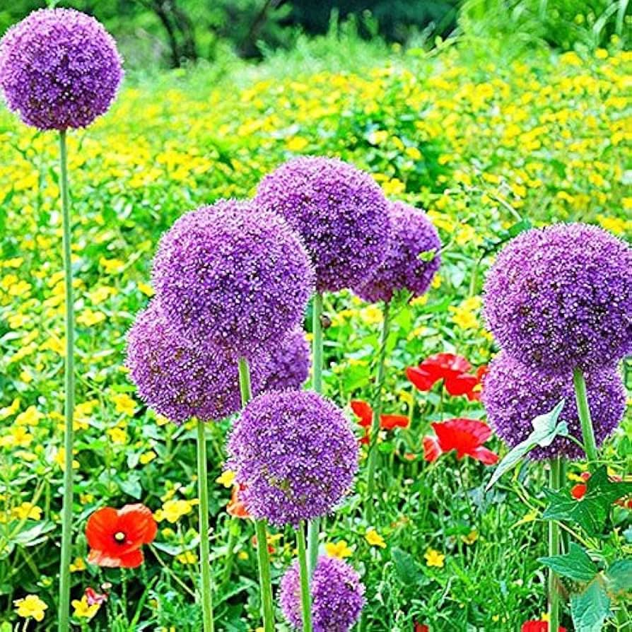 green giant flower seeds