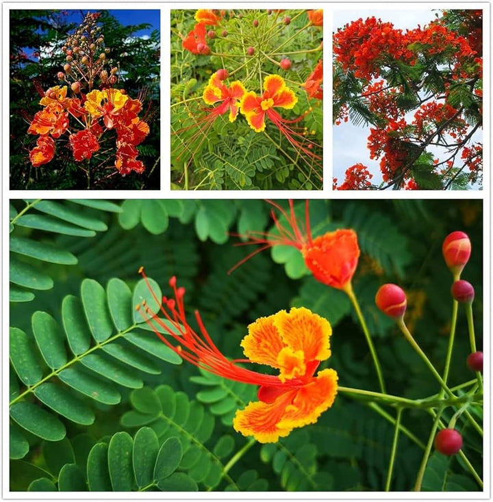 Mixed Caesalpinia Flower Seeds for Planting – Heirloom, Non-GMO, High Germination Vibrant Garden Seeds