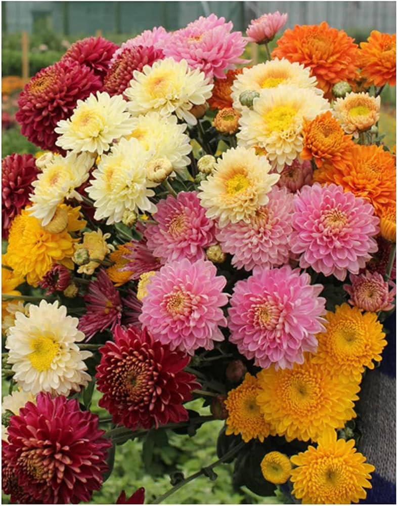 chrysanthemum chrysanthemum flower seeds