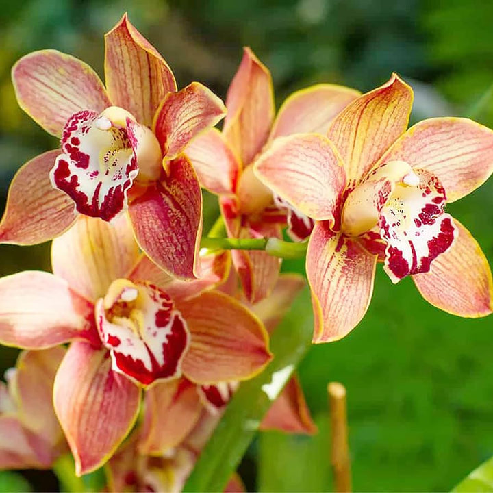 Orange Cymbidium Orchid Flower Seeds for Planting - 100 pcs