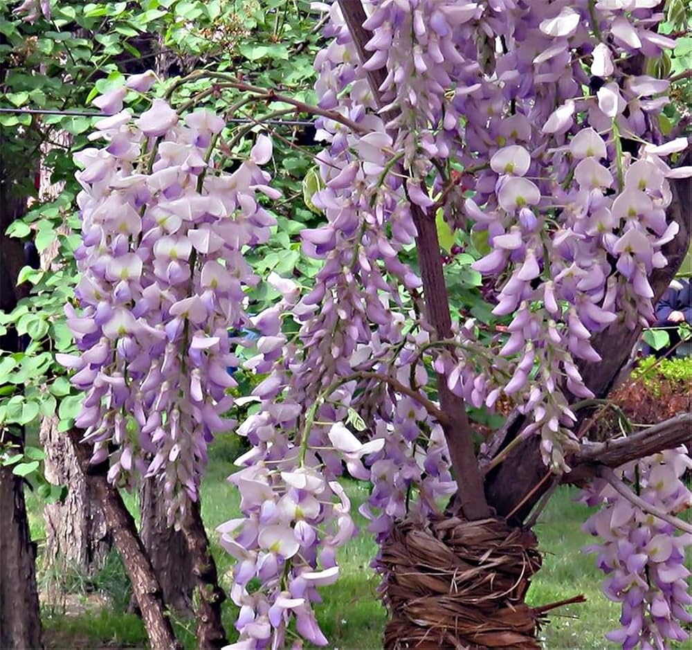 mini wisteria flower seeds