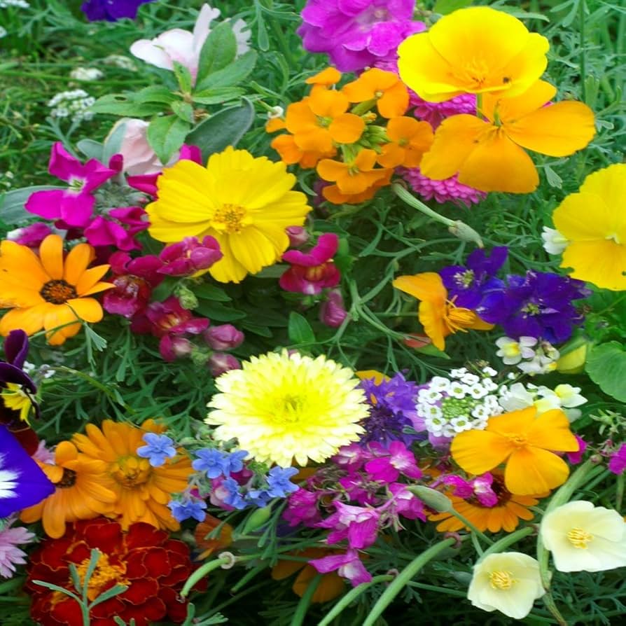 fragile flower flower seeds
