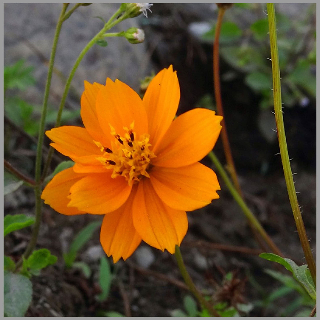 orange cosmos flower seeds