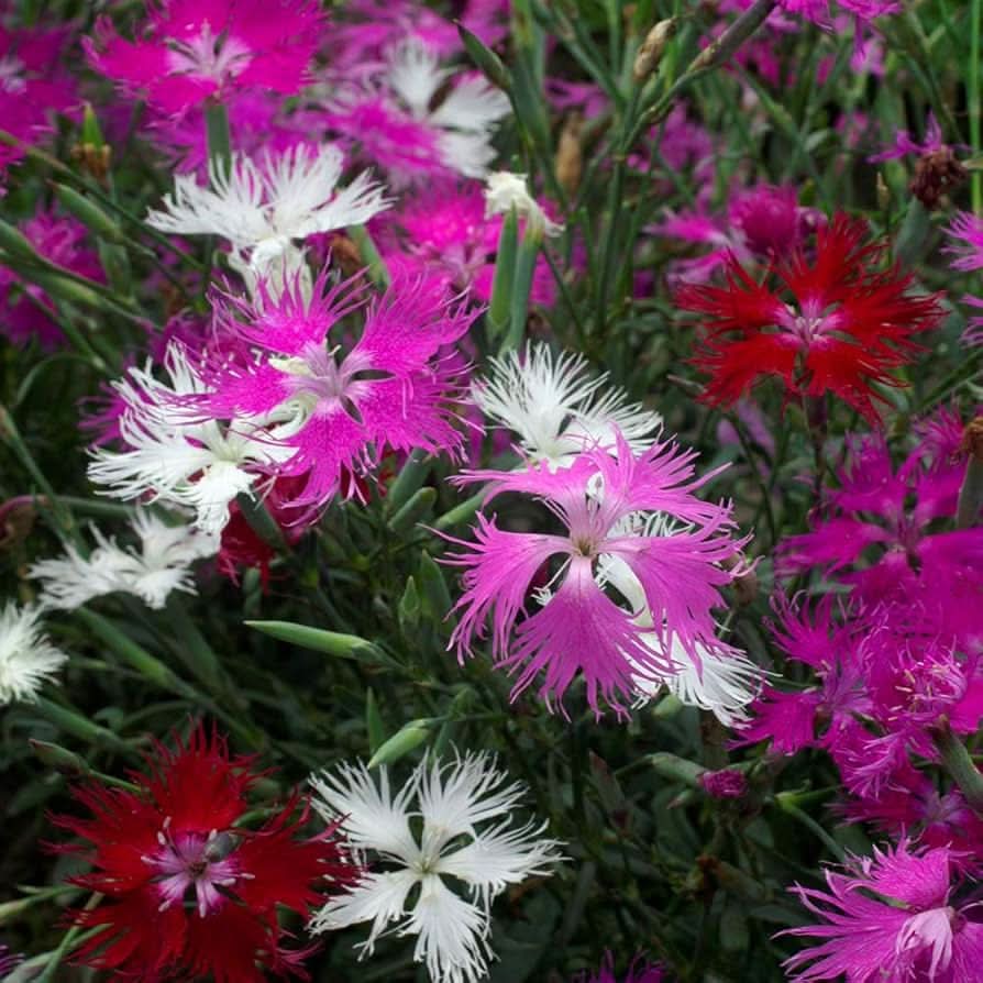 pink dianthus flower seeds