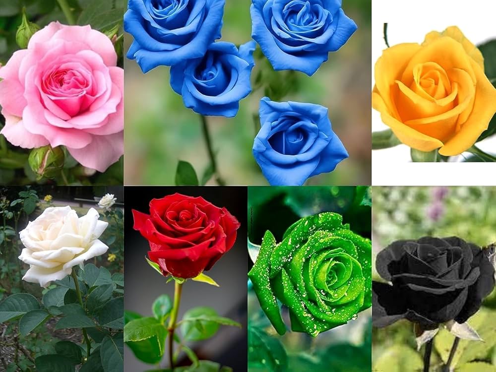 multi color flower seeds