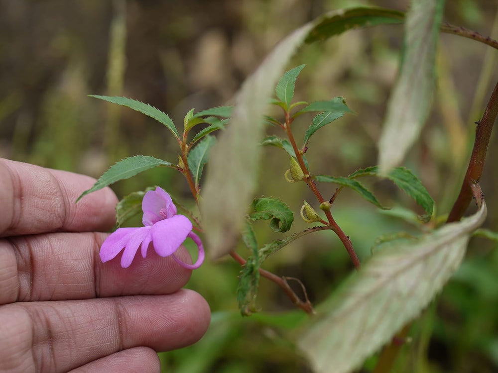Flower Seeds, Seeds for Planting, Plant Seeds