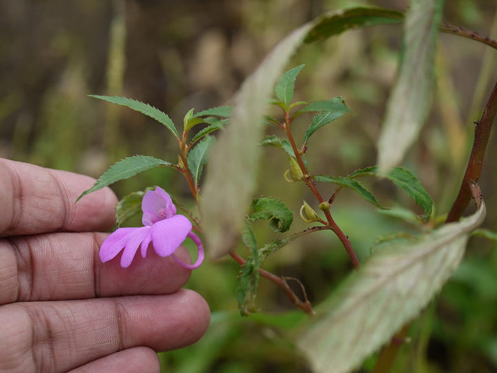 Flower Seeds, Seeds for Planting, Plant Seeds