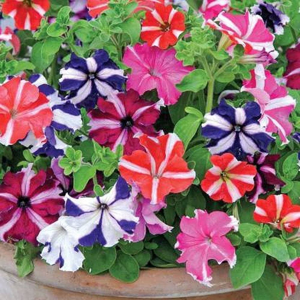 petunia flower flower seeds