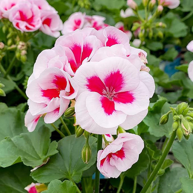 Red & White Geranium Flower Seeds for Planting – Heirloom &  Non-GMO Seeds