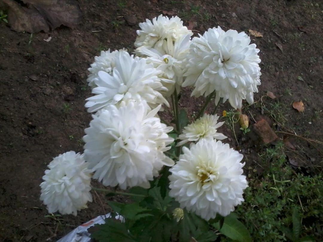 Flower Seeds, Seeds for Planting, Plant Seeds