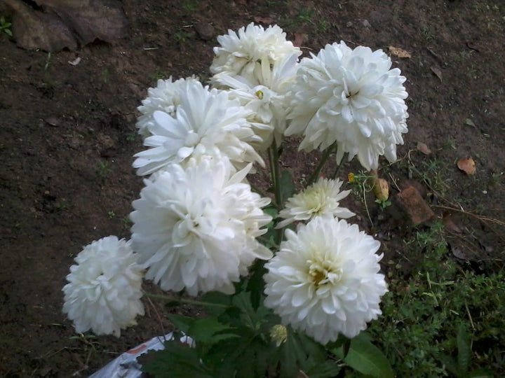 Flower Seeds, Seeds for Planting, Plant Seeds