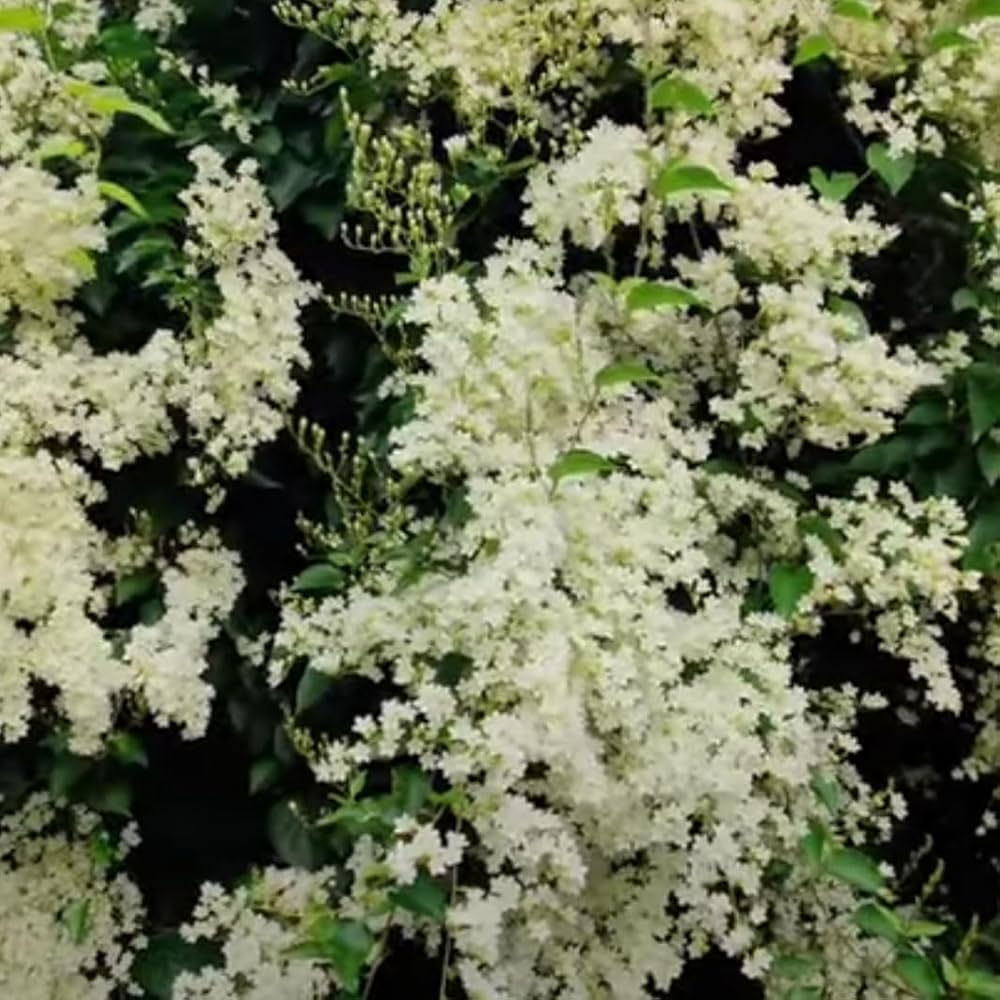 jasmine together flower seeds