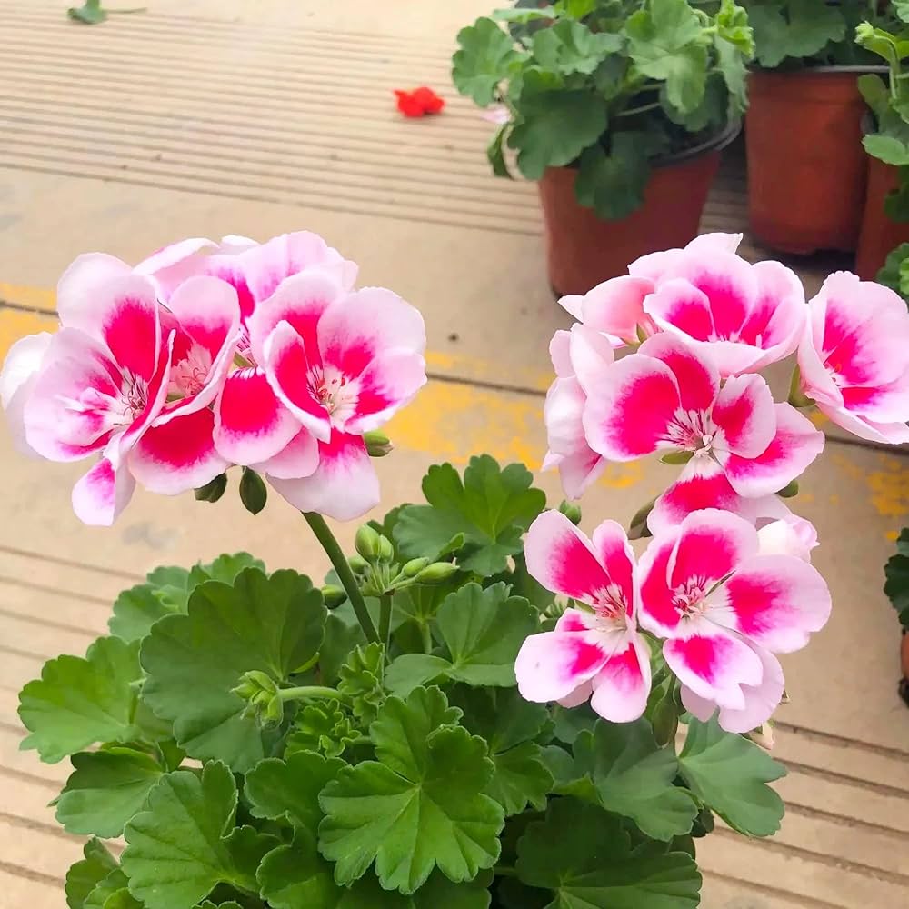 Fresh Geranium Pelargonium Seeds for Planting, Pink White 100 pcs