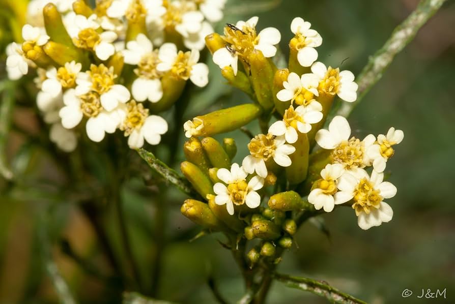 Huacatay blomsterfrø til plantning - 100 stk