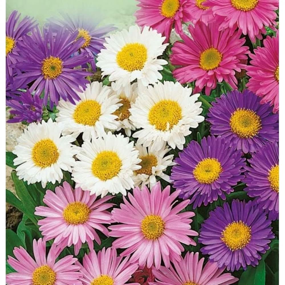 aster alpinus flower seeds