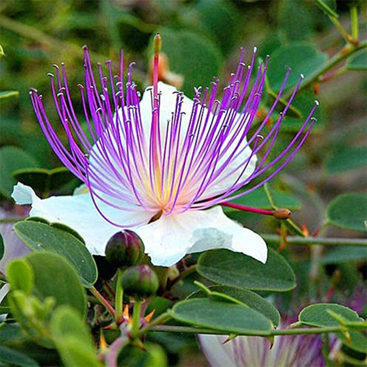 White Caper Flower Seeds for Planting, 100 pcs