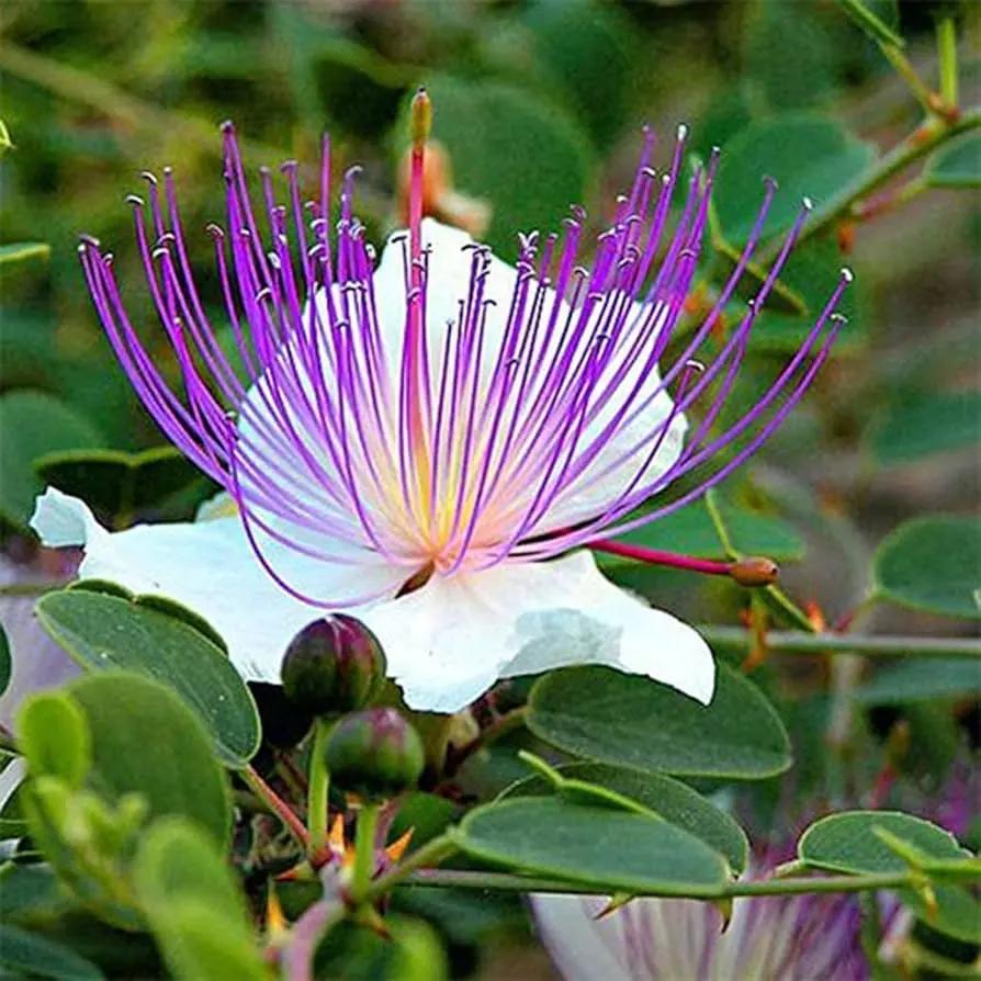 white caper flower seeds