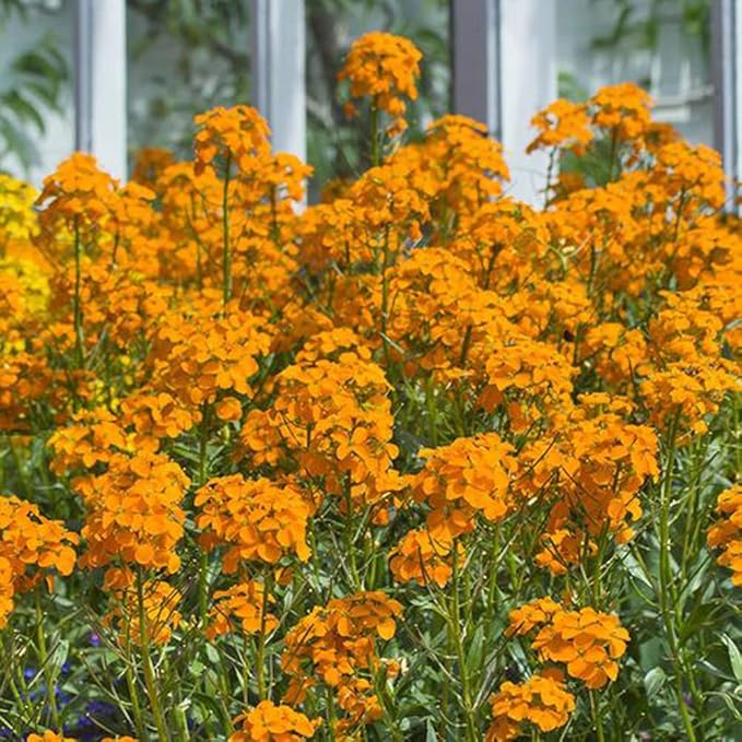 cold hardy flower seeds Heirloom Non-GMO Siberian Flower Seeds for Planting – Cold-Hardy Ornamental Garden Blooms