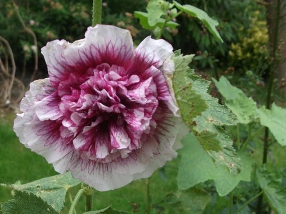 white creme flower seeds