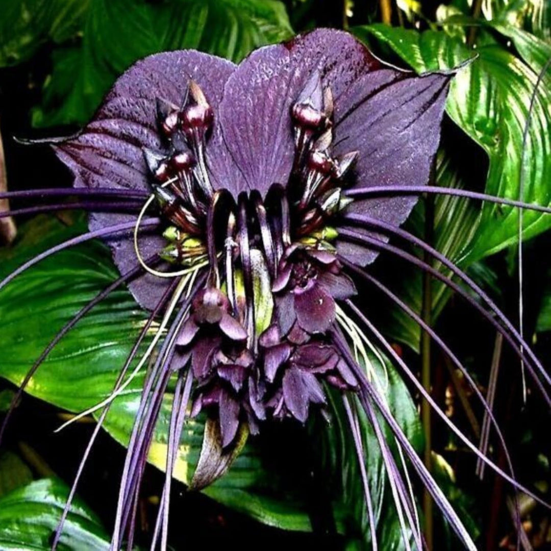 Heirloom Non-GMO Tacca Chantrieri Flower Seeds for Planting – Exotic Bat Flower Tropical Blooms