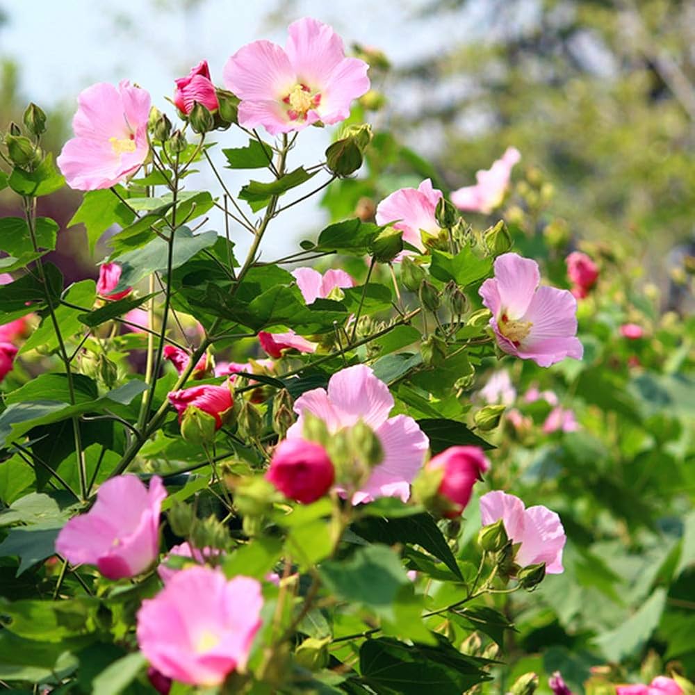 hibiscus for flower seeds