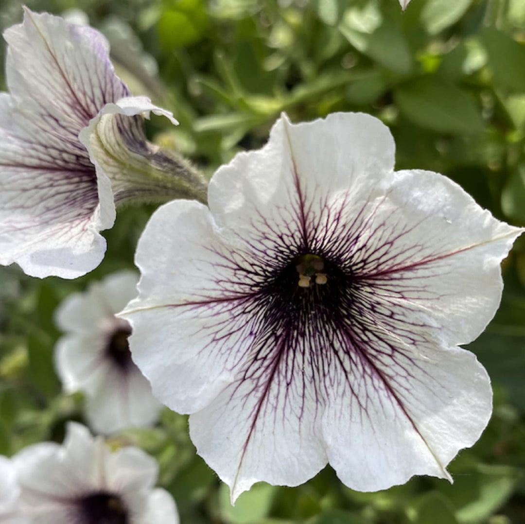 Hvid Sort Petunia Blomsterfrø 100 stk