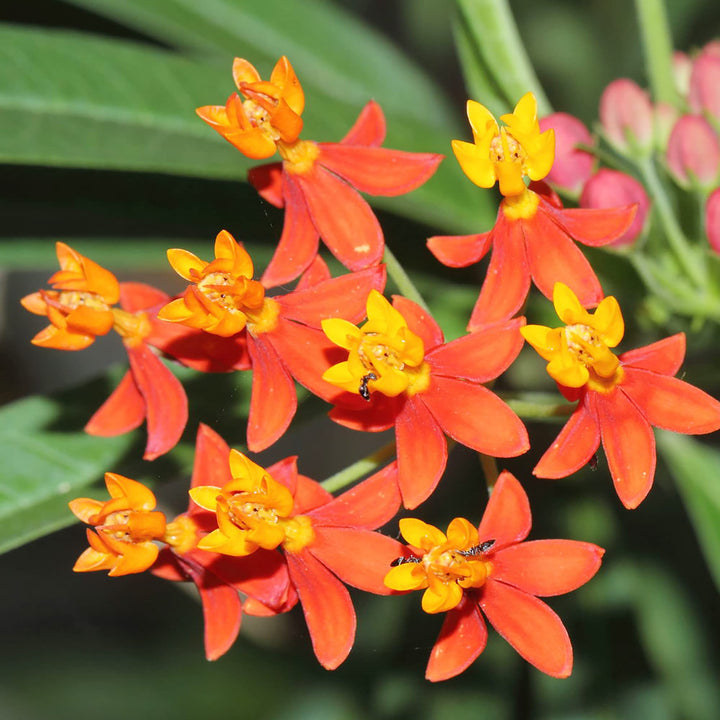 Asclepias Curassavica Blomsterfrø til udplantning - 100 stk