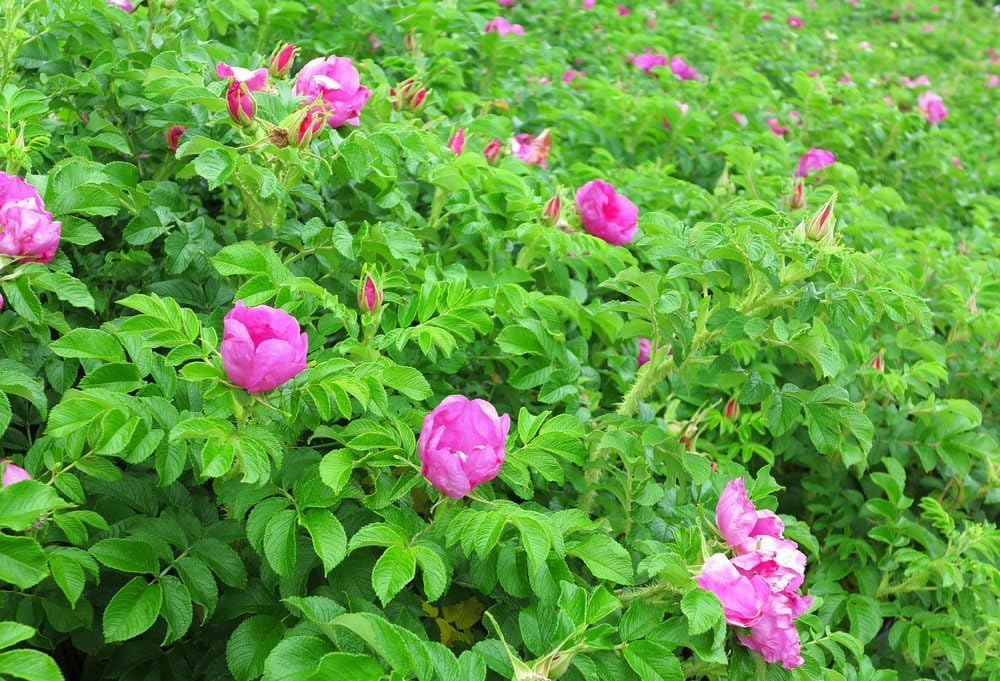 kartoffelrose flower flower seeds