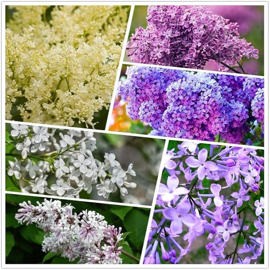 japanese lilac flower seeds