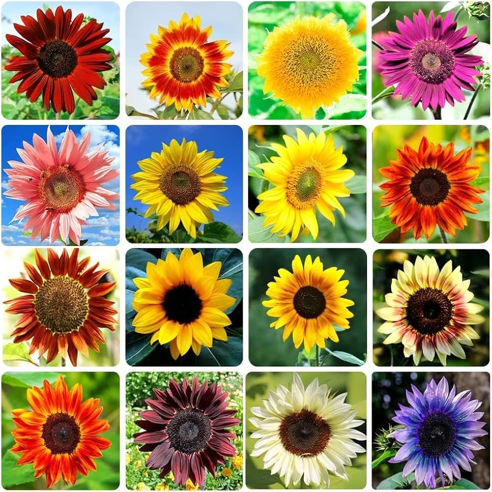 Sunflower Mixed Flower Seeds for Planting 100 pcs