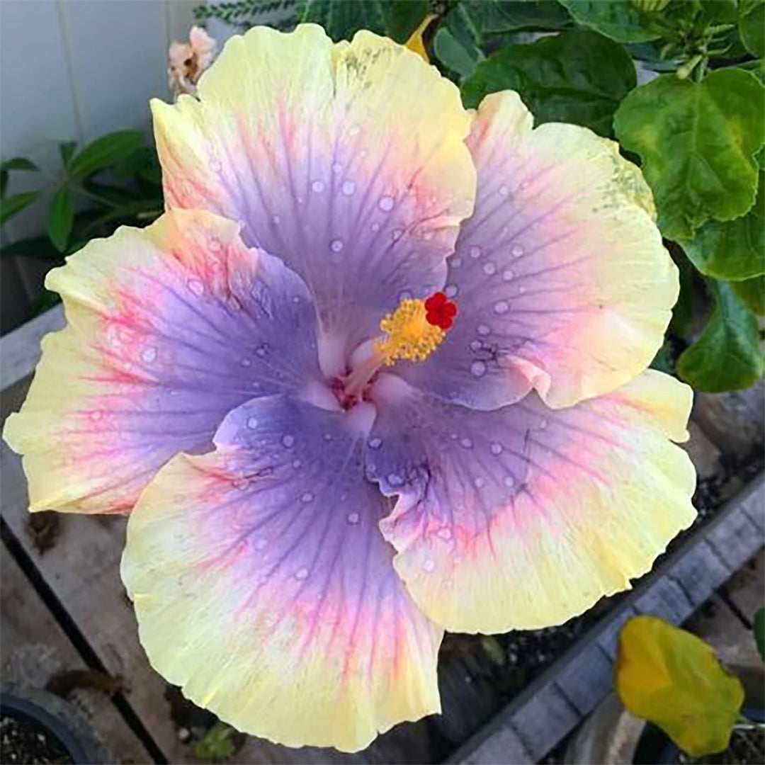 yellow purple flower seeds