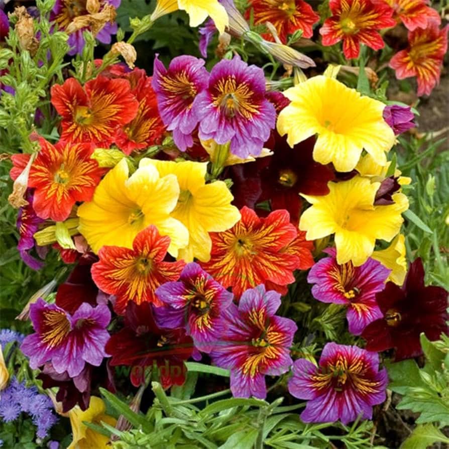 painted munds flower seeds