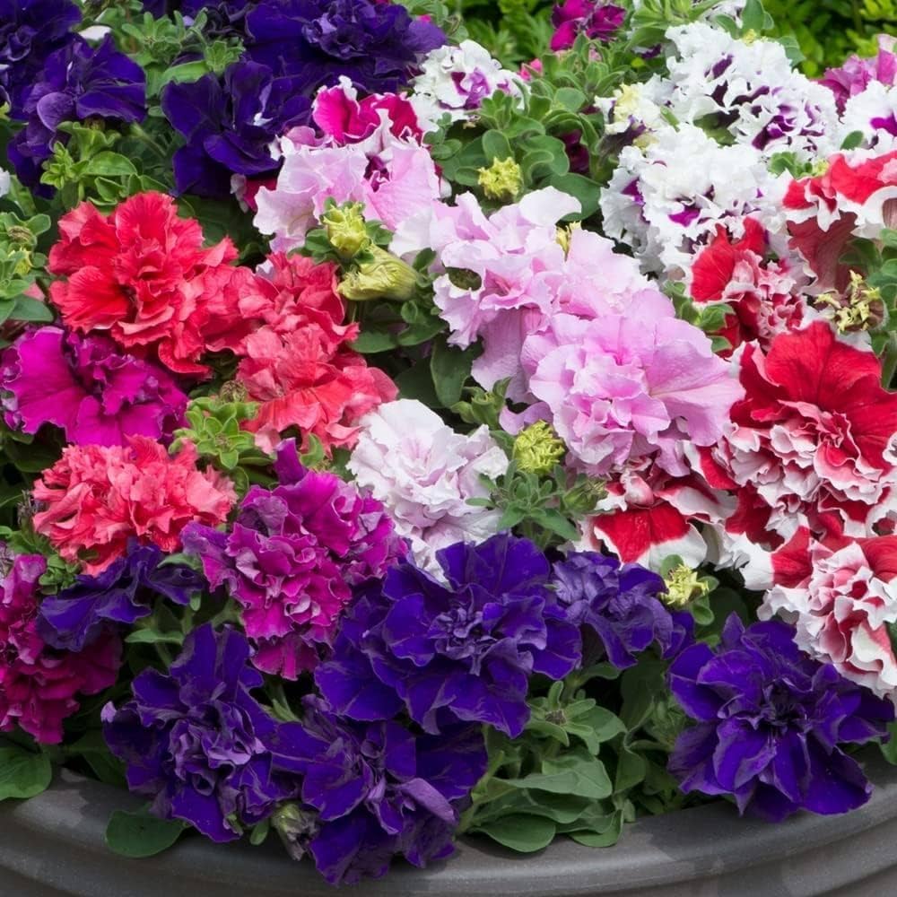 purple white flower seeds