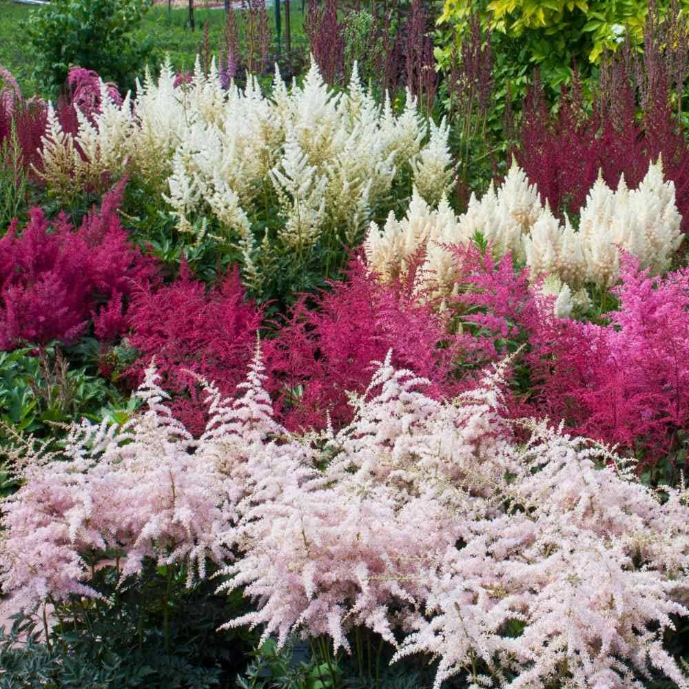 Astilbe Flower Seeds for Planting, Mixed Colors, 100 pcs