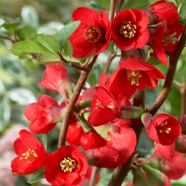 Organic Heirloom Chaenomeles Flower Seeds for Planting – Unique Variety Non-GMO Shrub Blooms, High Germination