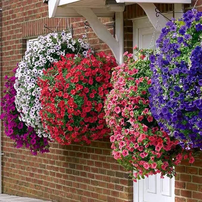 petunia melissa flower seeds