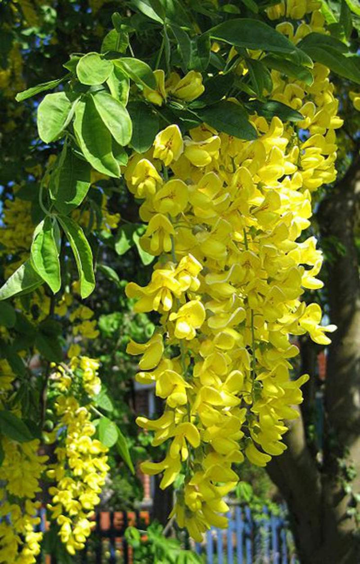 Yellow Anagyroides Flower Seeds for Planting, 100 pcs