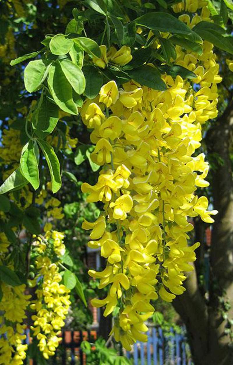 yellow anagyroides flower seeds