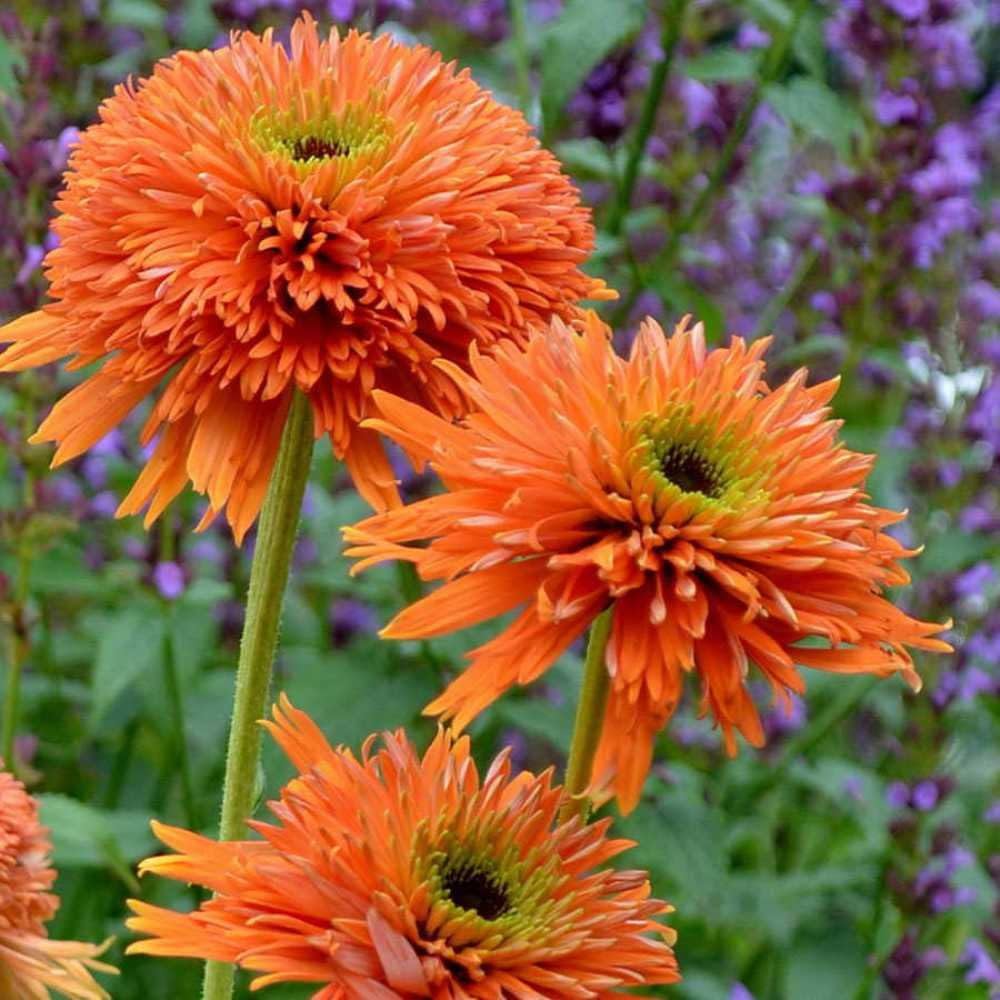 orange echinacea flower seeds
