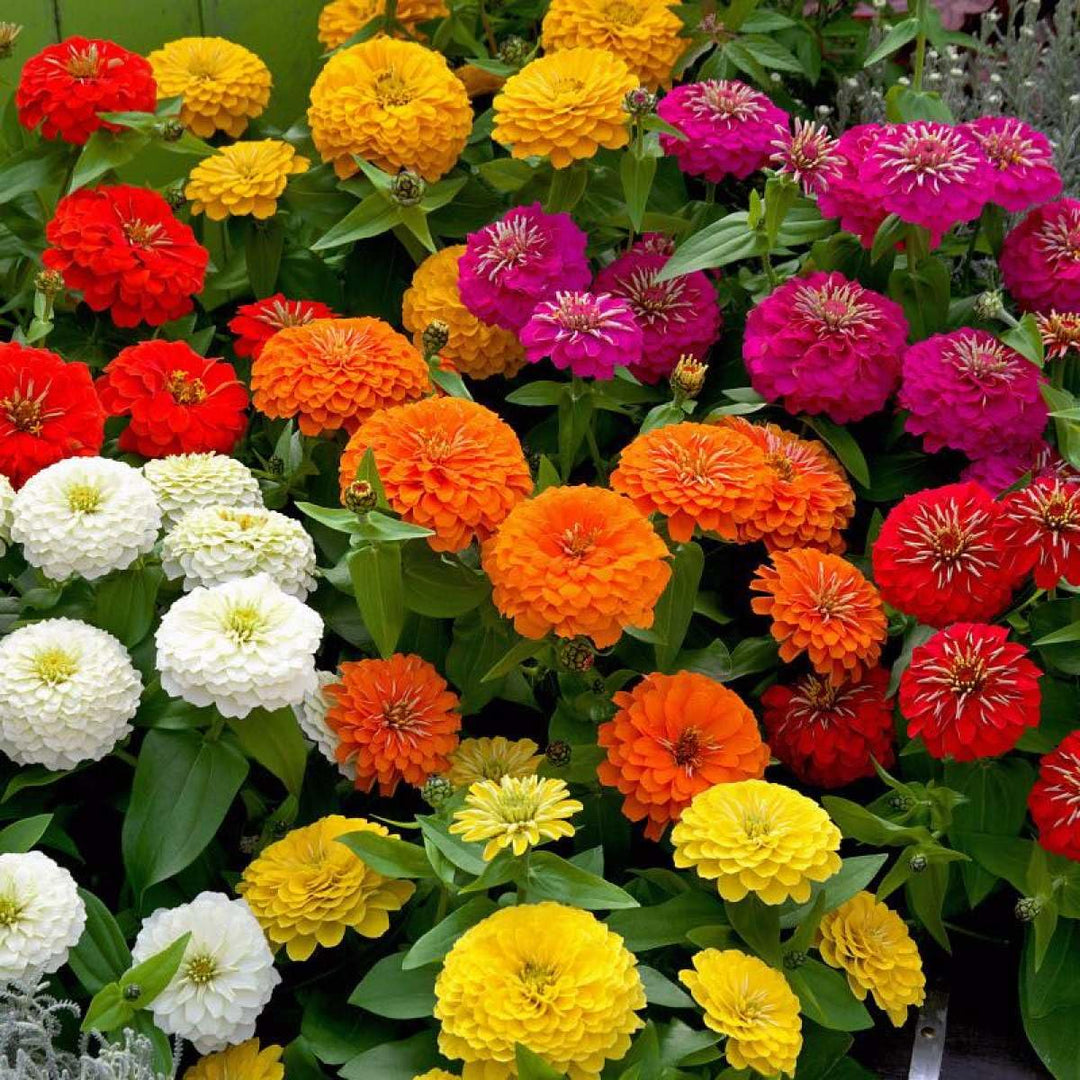 zinnia flower flower seeds