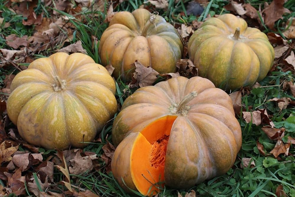 Brown Pumpkin Vegetable Seeds for Planting