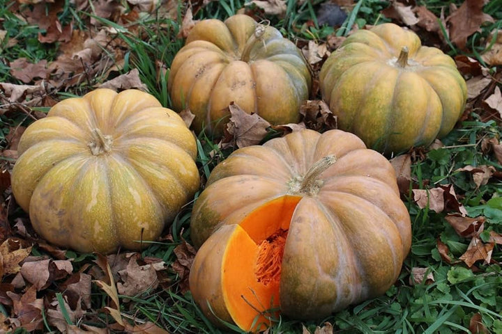 Brown Pumpkin Vegetable Seeds for Planting heirloom & Non-GMO Seeds