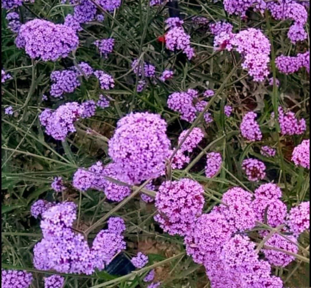 blue heirloom flower seeds