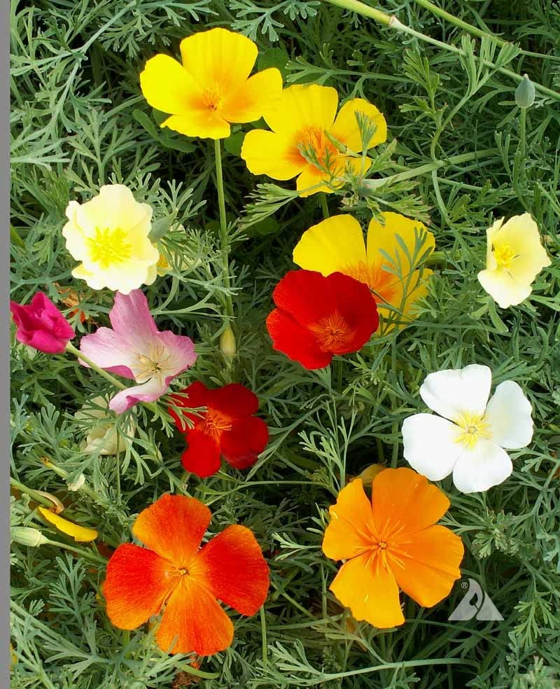 Multi-Colored Eschscholtzia Flower Seeds – Heirloom Non-GMO Vibrant Organic Garden Seeds for Planting, High Germination